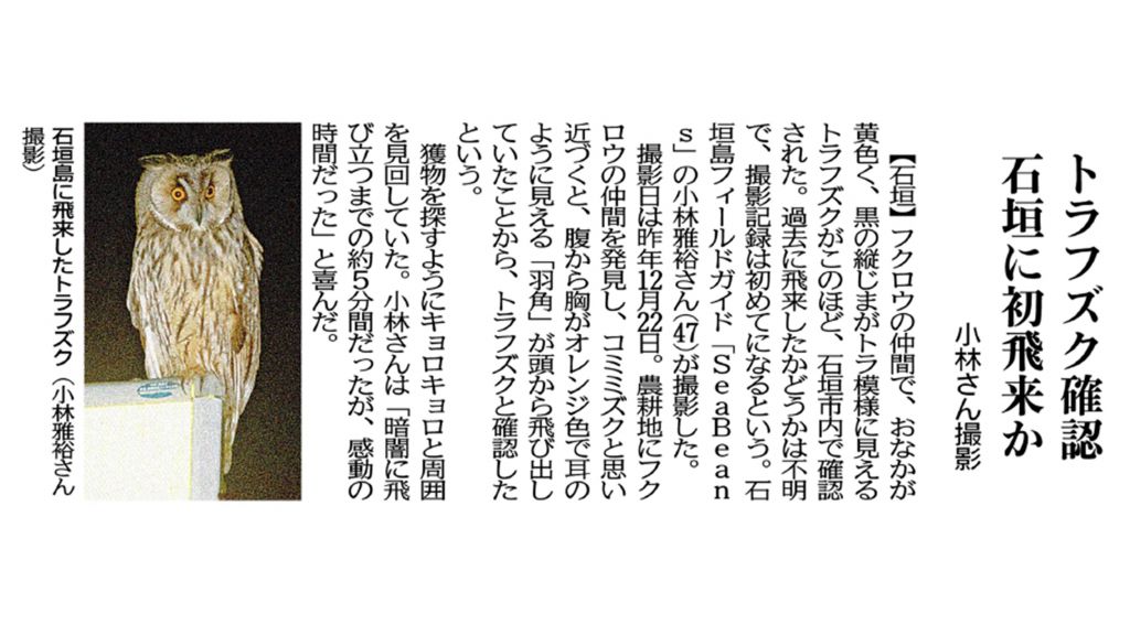 沖縄タイムス 2月23日 朝刊　トラフズク確認　石垣に初飛来か！？