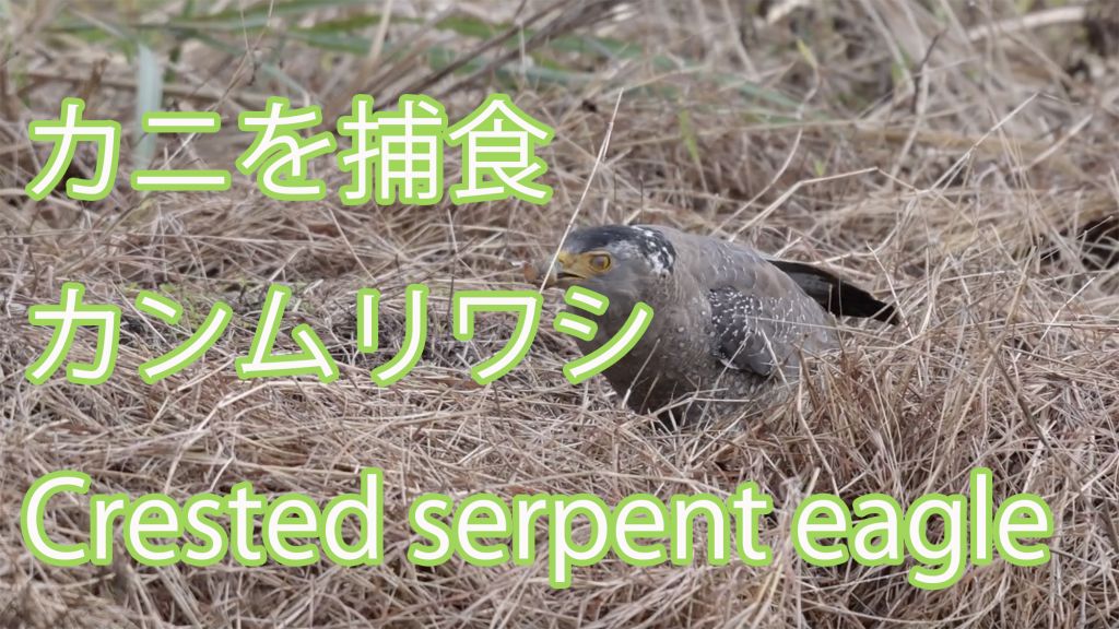 【カニを捕食】カンムリワシ Crested serpent eagle