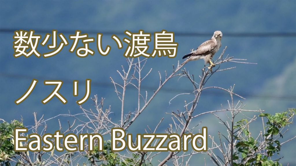 【数少ない渡鳥】ノスリ Eastern Buzzard