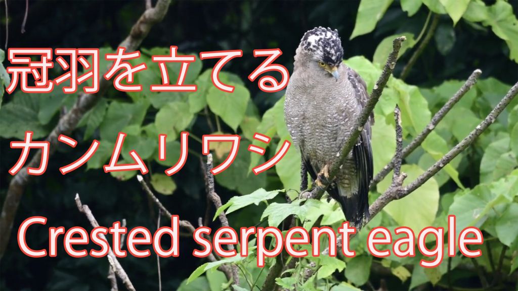 【冠羽を立てる】 カンムリワシ Crested serpent eagle