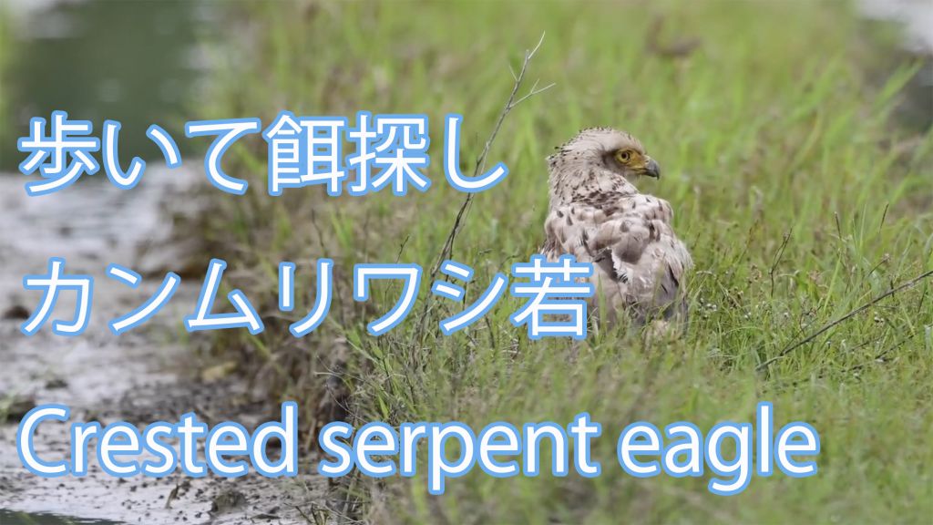 【歩いて餌探し】 カンムリワシ若 Crested serpent eagle