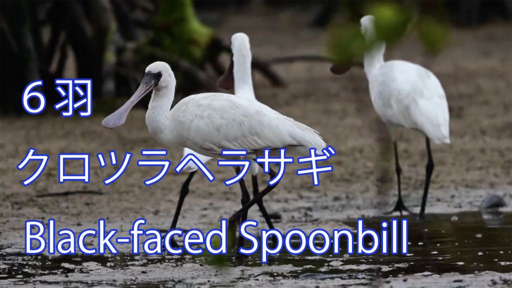 【６羽】 クロツラヘラサギ Black-faced Spoonbill