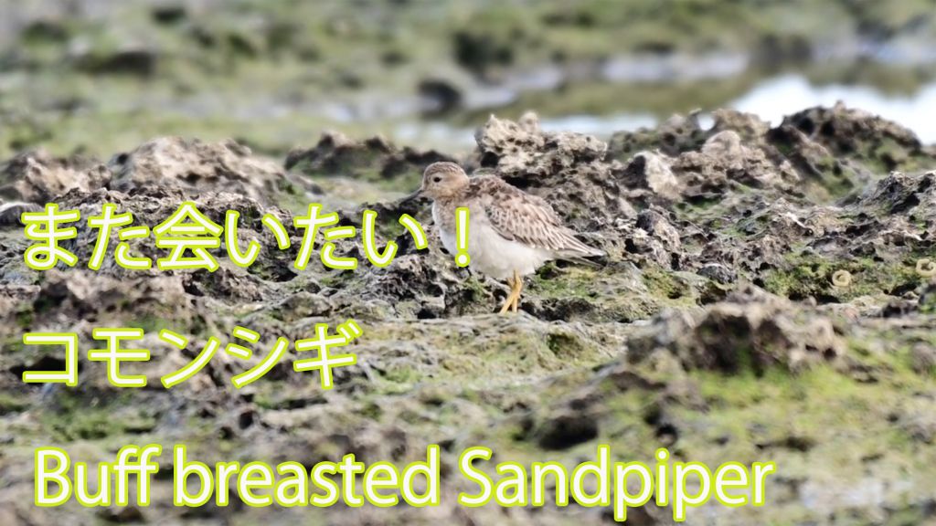 【また会いたい！】 コモンシギ Buff breasted Sandpiper