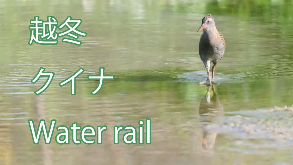 【越冬しました。】クイナ Water rail