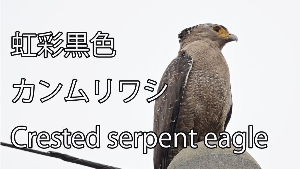 【虹彩黒色】 カンムリワシ Crested serpent eagle