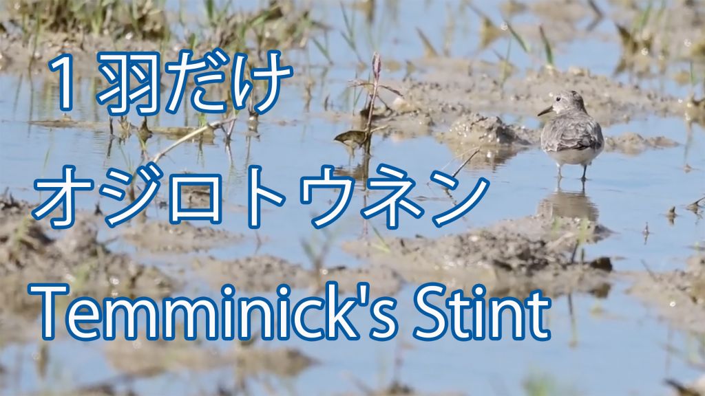 【１羽だけ】 オジロトウネン Temminick's Stint