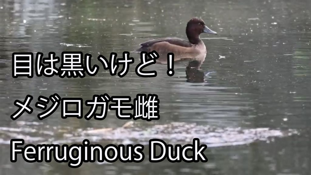【目は黒いけど！】 メジロガモ雌 Ferruginous Duck