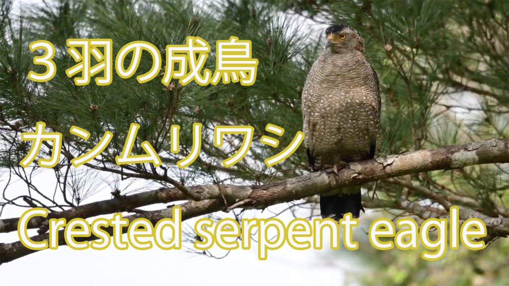 【３羽の成鳥】 カンムリワシ Crested serpent eagle