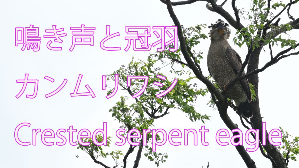 【鳴き声と冠羽】カンムリワシ Crested serpent eagle