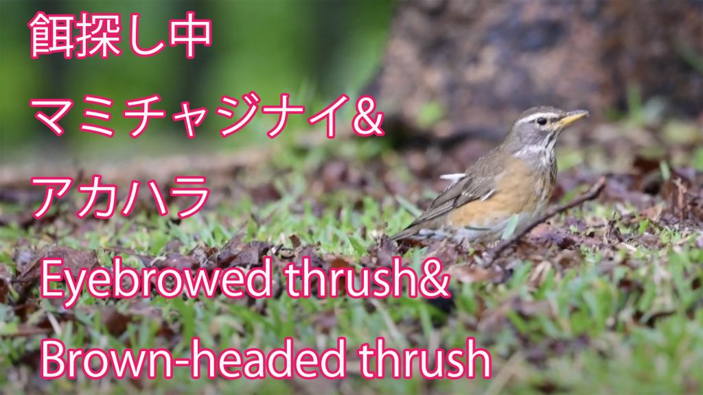 餌探し中】マミチャジナイ&アカハラ  Eyebrowed thrush& Brown-headed thrush