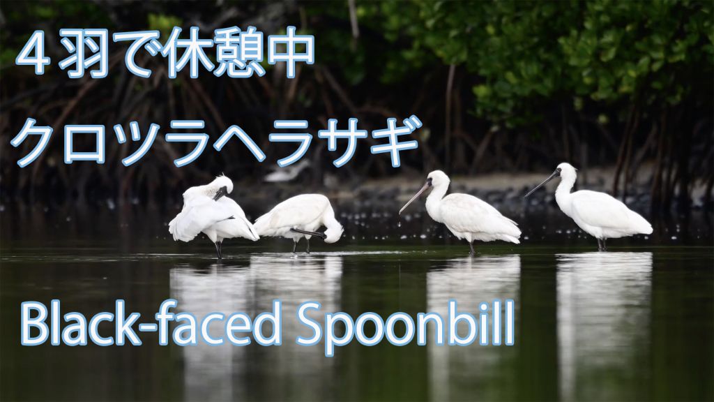 【４羽で休憩中】 クロツラヘラサギ Black-faced Spoonbill