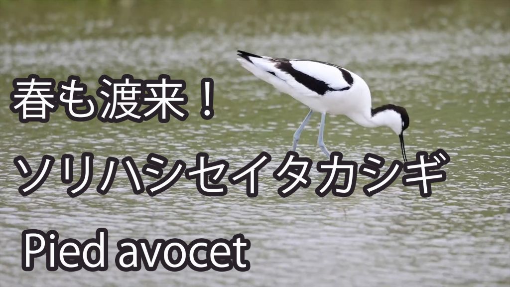 【春も渡来！】 ソリハシセイタカシギ Pied avocet