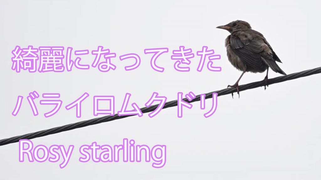 【綺麗になってきた】バライロムクドリ Rosy starling