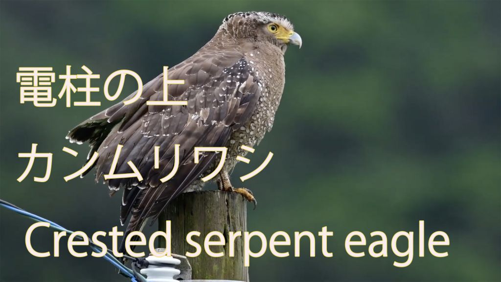 【電柱の上】カンムリワシ Crested serpent eagle