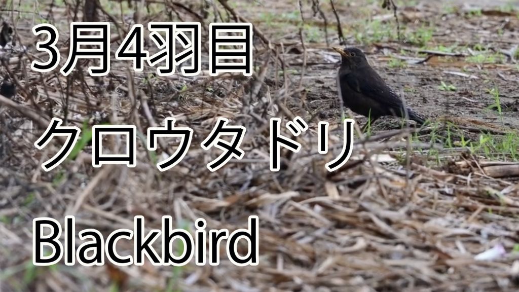 【3月4羽目】 クロウタドリ Blackbird
