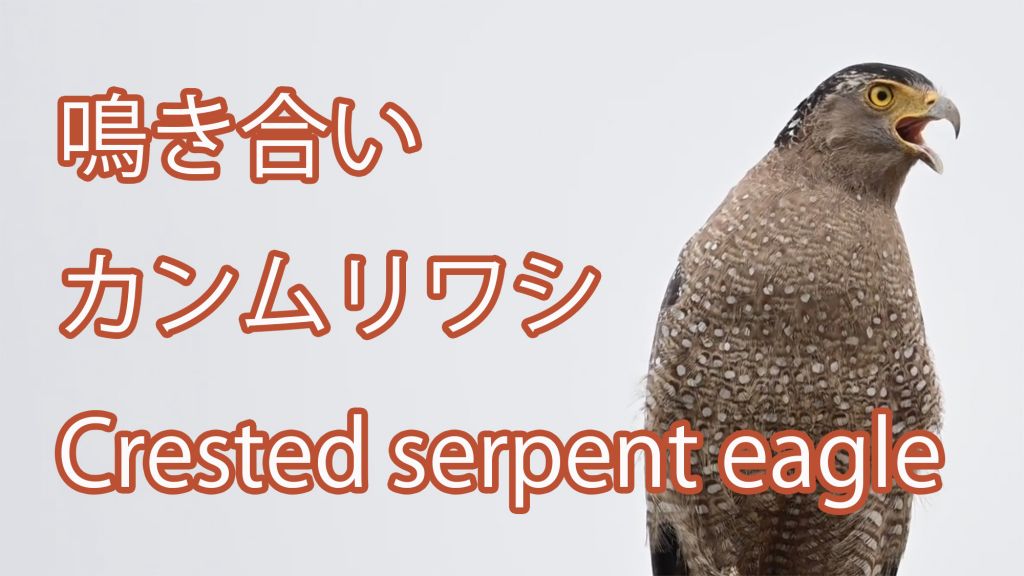 【鳴き合い】カンムリワシ Crested serpent eagle