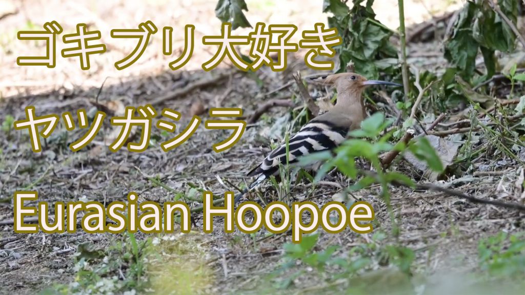 【ゴキブリ大好き】ヤツガシラ Eurasian Hoopoe