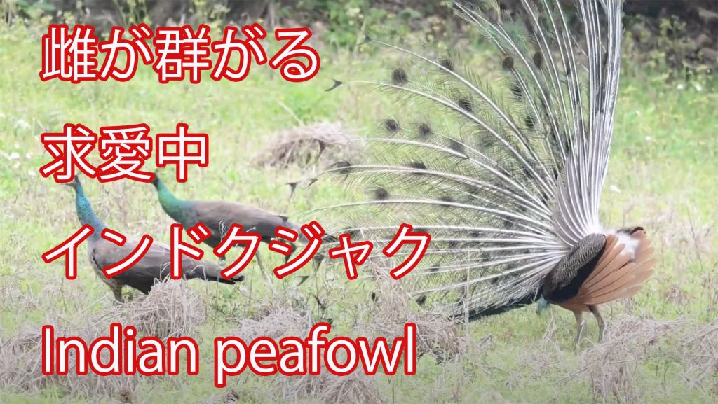 【雌が群がる 求愛中】インドクジャク Indian peafowl