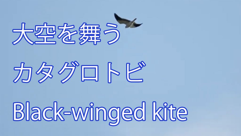 【大空を舞う】 カタグロトビ Black-winged kite