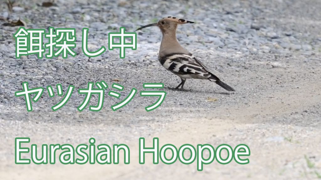 【餌探し中】  ヤツガシラ  Eurasian Hoopoe