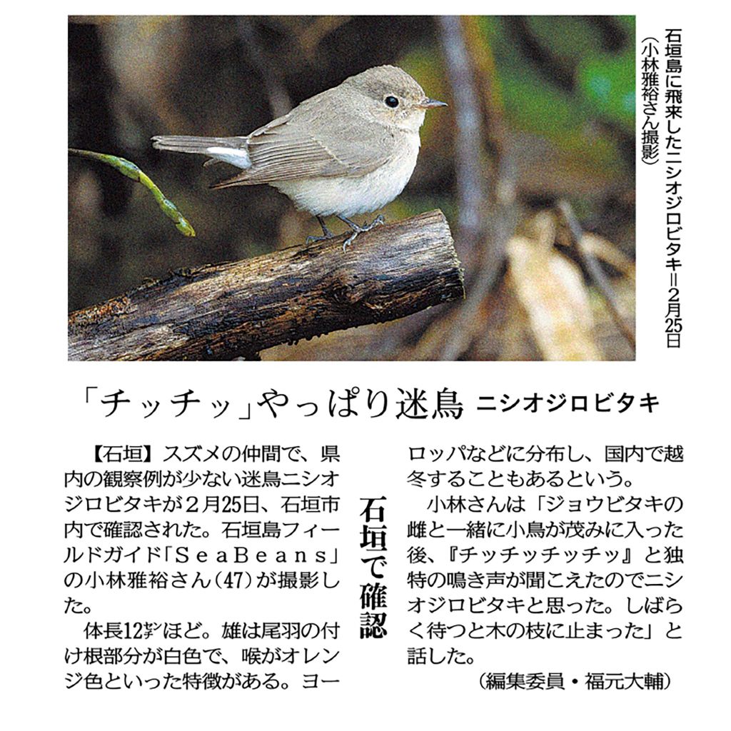 沖縄タイムス 朝刊　3月4日　やっぱり迷鳥ニシオジロビタキ