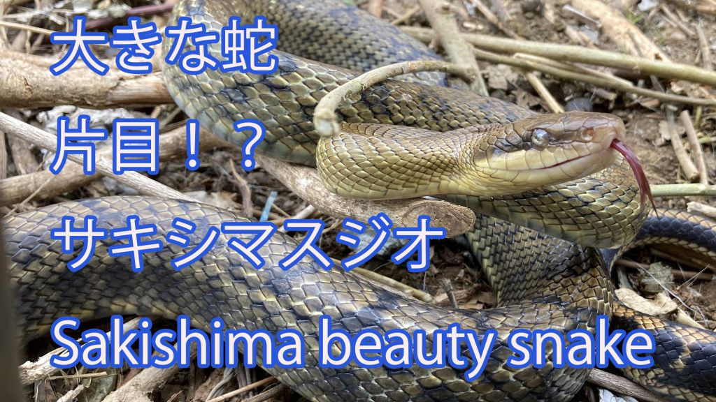 【閲覧注意！！】大きな蛇、片目！？サキシマスジオ Sakishima beauty snake