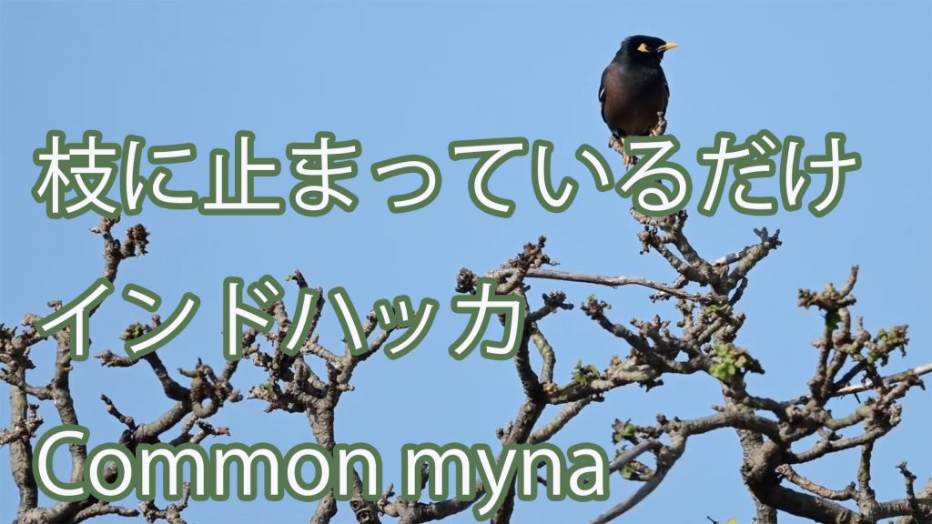 【枝に止まっているだけ】 インドハッカ Common myna