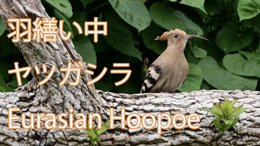 【羽繕い中】ヤツガシラ Eurasian Hoopoe