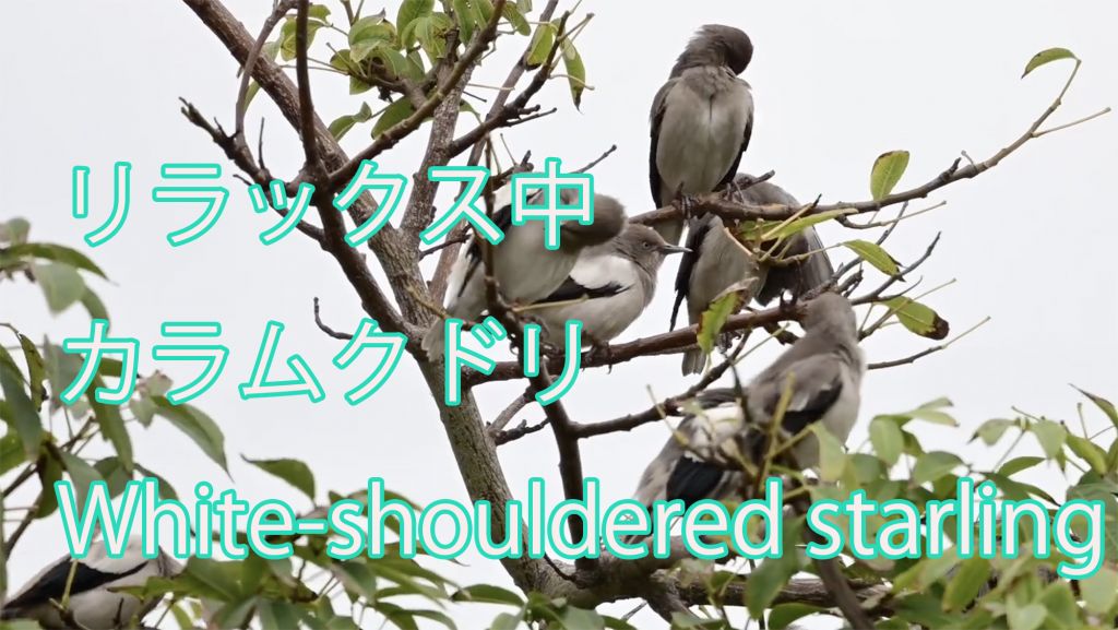 【リラックス中】カラムクドリ White-shouldered starling