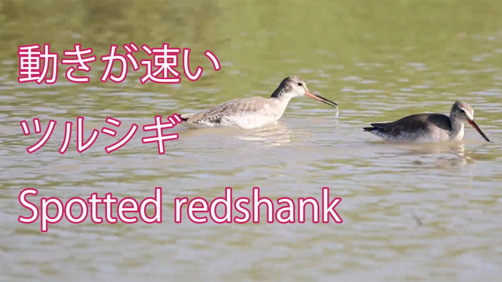 【動きが速い】 ツルシギ  Spotted redshank
