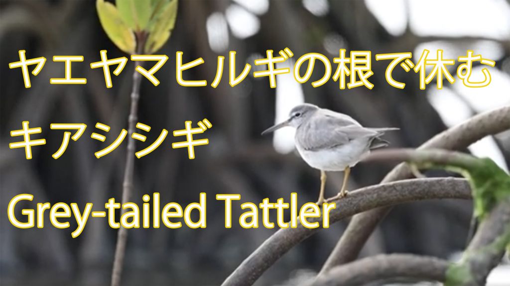 【ヤエヤマヒルギの根で休む】 キアシシギ Grey-tailed Tattler