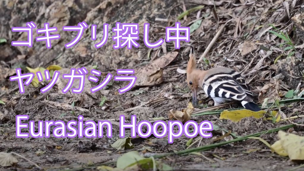 【ゴキブリ探し中】 ヤツガシラ Eurasian Hoopoe