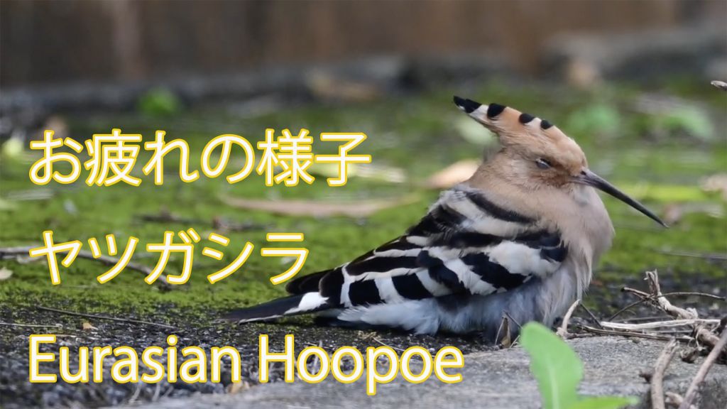 【お疲れの様子】 ヤツガシラ Eurasian Hoopoe