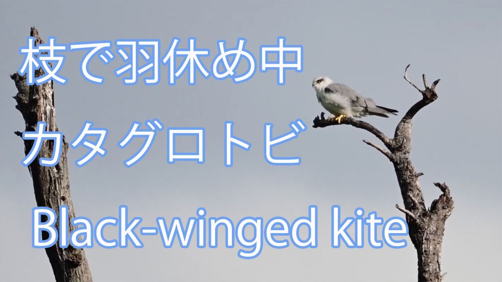 【枝で羽休め中】 カタグロトビ Black-winged kite