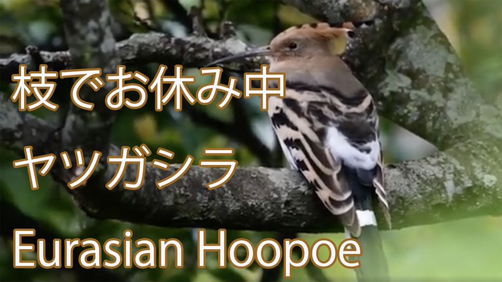 【枝でお休み中】  ヤツガシラ Eurasian Hoopoe