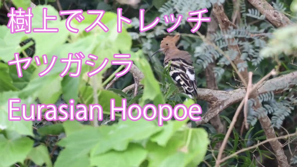 【樹上でストレッチ】 ヤツガシラ Eurasian Hoopoe