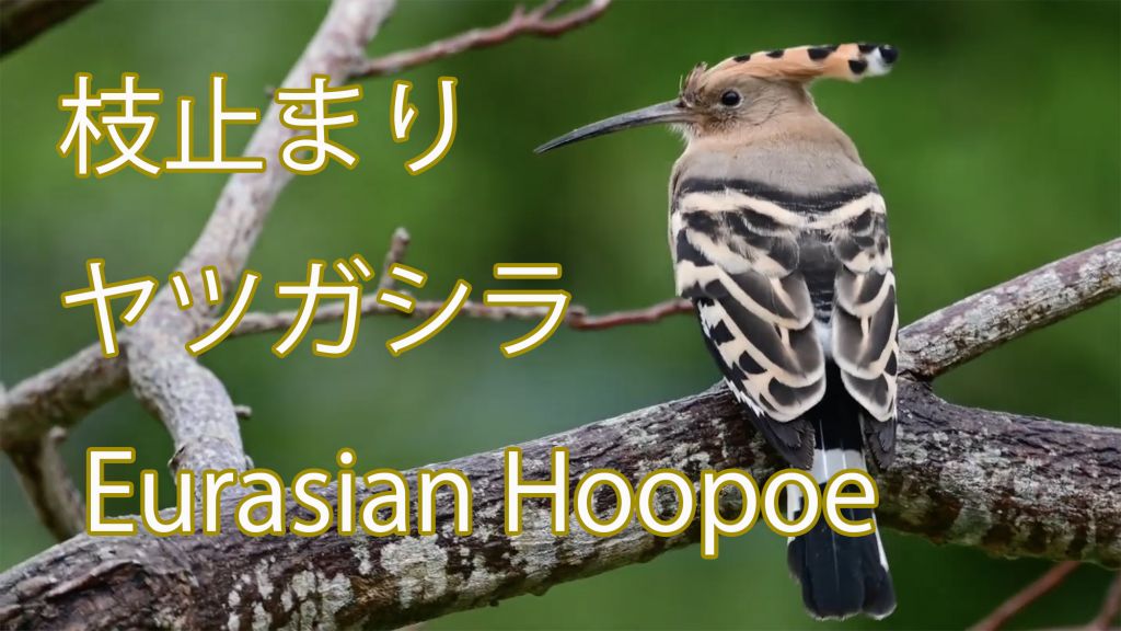 【枝止まり】 ヤツガシラ Eurasian Hoopoe