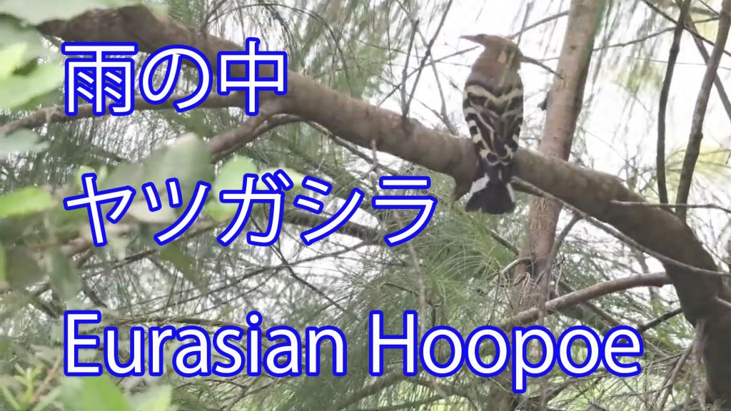 【雨の中】 ヤツガシラ Eurasian Hoopoe