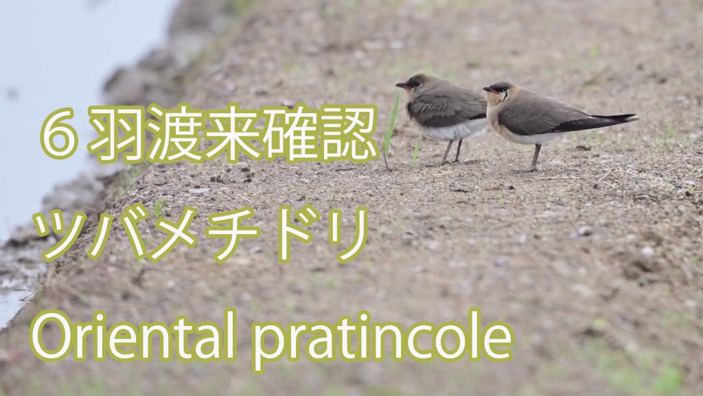 【６羽渡来確認】 ツバメチドリ Oriental pratincole