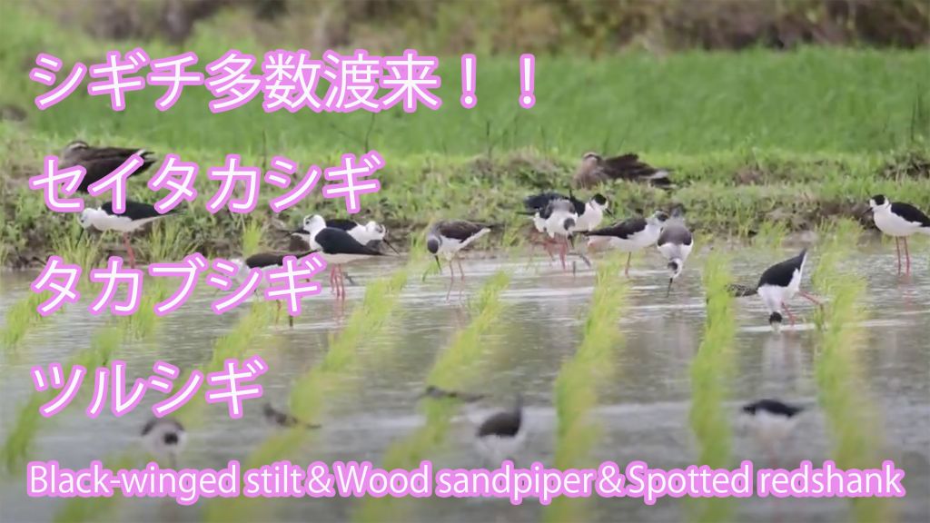 【シギチ多数渡来】 セイタカシギ、タカブシギ、ツルシギ　 Black-winged stilt＆Wood sandpiper＆Spotted redshank