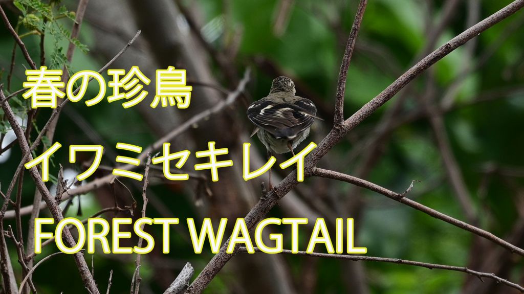 【春の珍鳥】 イワミセキレイ FOREST WAGTAIL