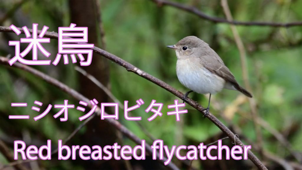 【迷鳥】 ニシオジロビタキ Red breasted flycatcher