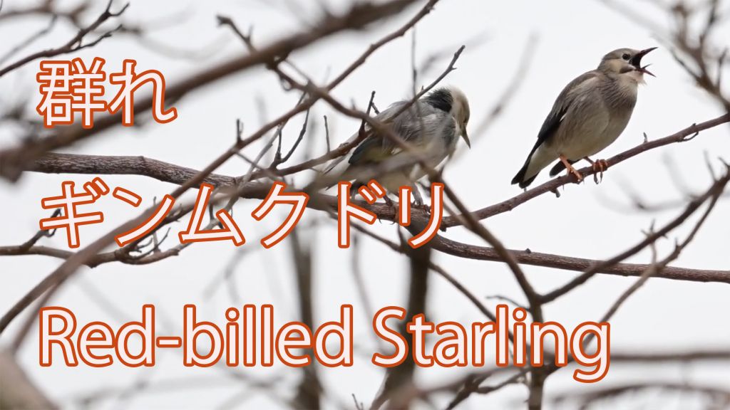 【群れ】ギンムクドリ Red-billed Starling
