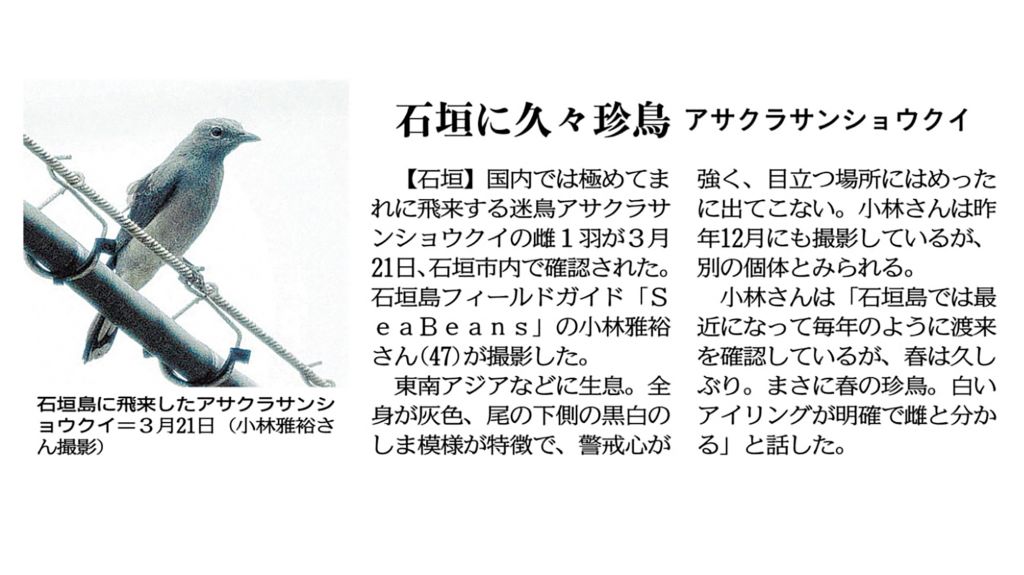 沖縄タイムス 「石垣に久々珍鳥　アサクラサンショウクイ」