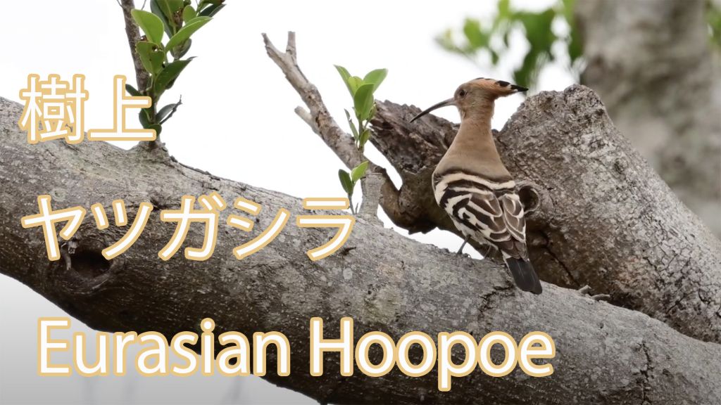 【樹上】 ヤツガシラ Eurasian Hoopoe
