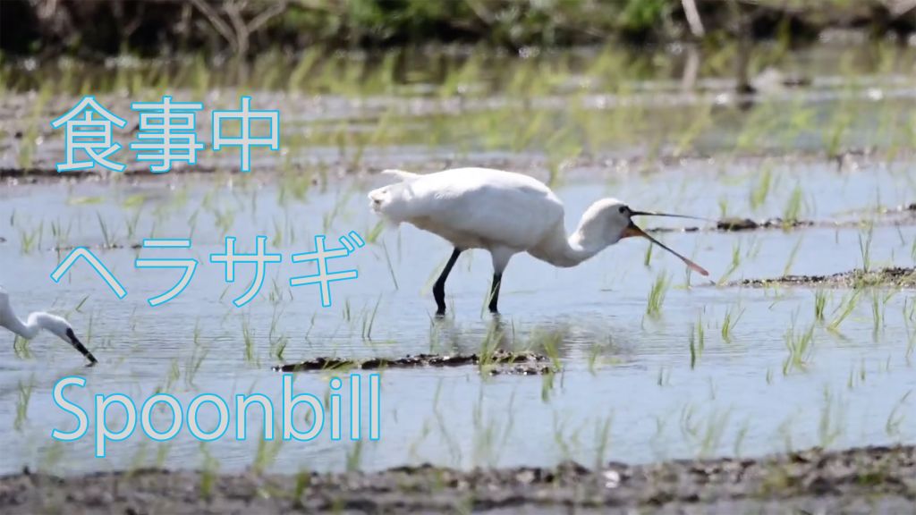 【食事中】  ヘラサギ  Spoonbill