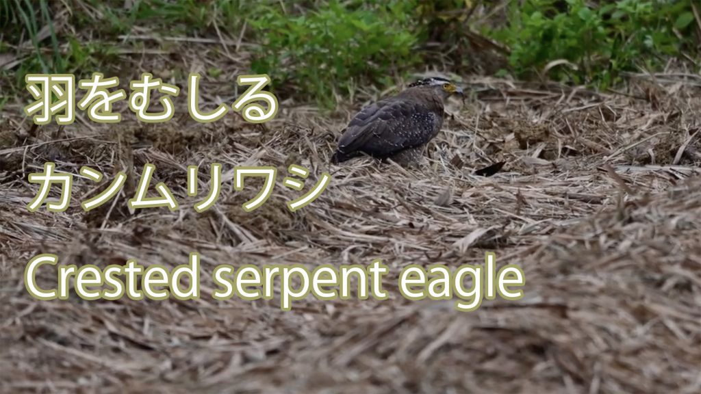 【羽をむしる】 カンムリワシ  Crested serpent eagle