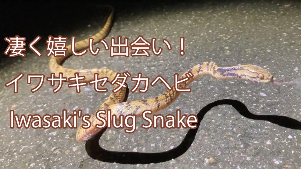 【凄く嬉しい出会い！】  イワサキセダカヘビ  Iwasaki's Slug Snake