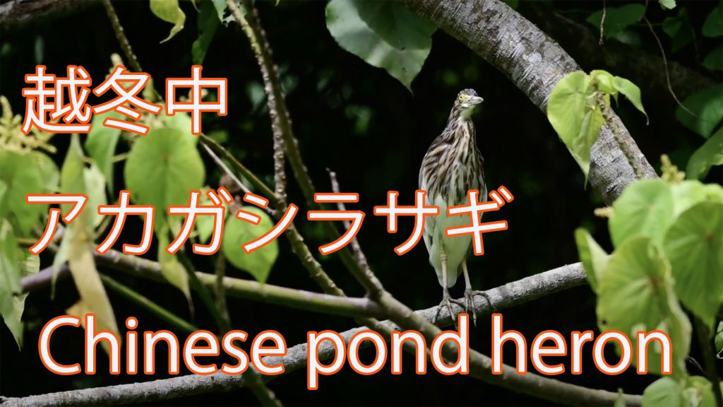 【越冬中】 アカガシラサギ Chinese pond heron