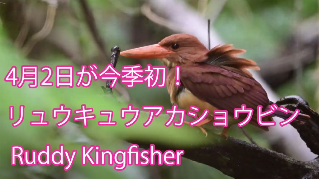【4月2日が今季初！】 リュウキュウアカショウビン Ruddy Kingfisher